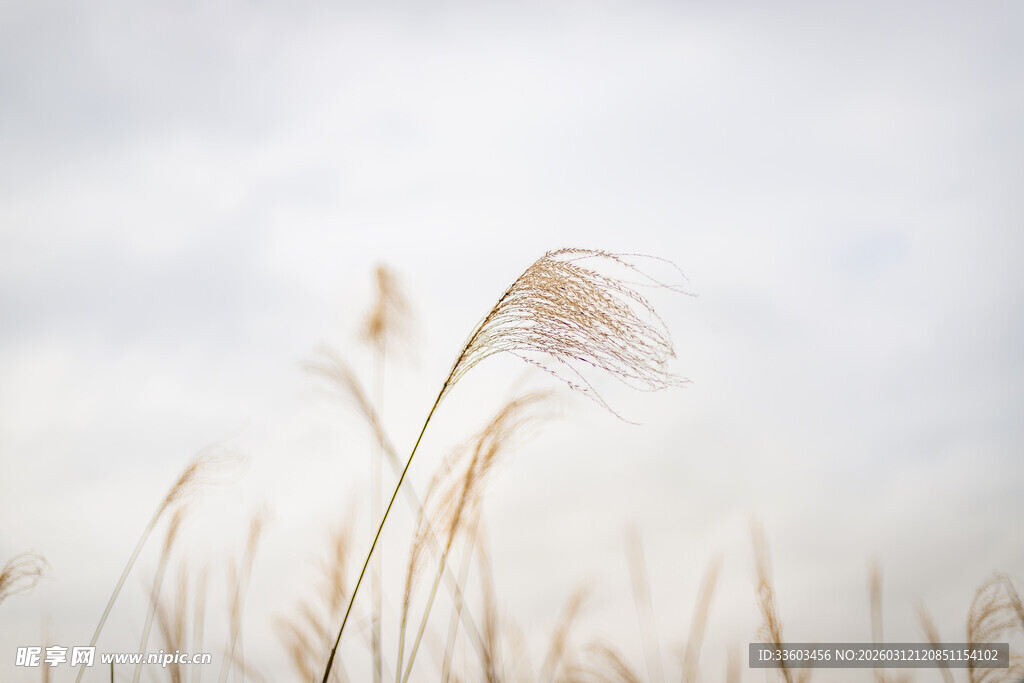 风中摇曳的轻柔芦苇