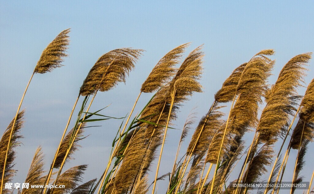 风中摇曳的金黄芦苇