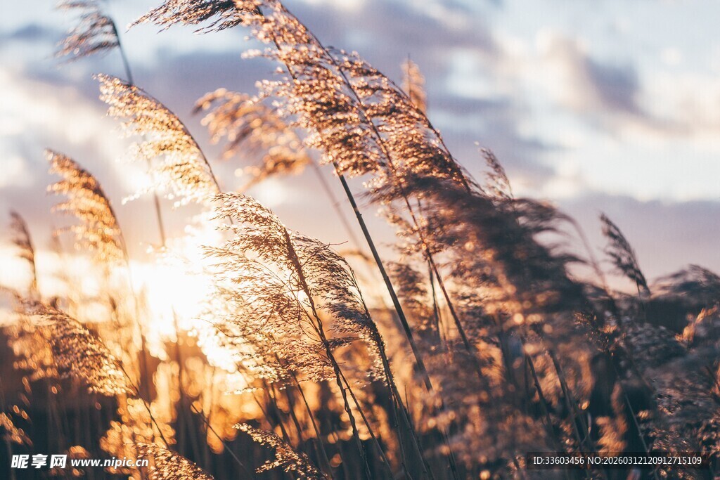 夕阳下摇曳的芦苇