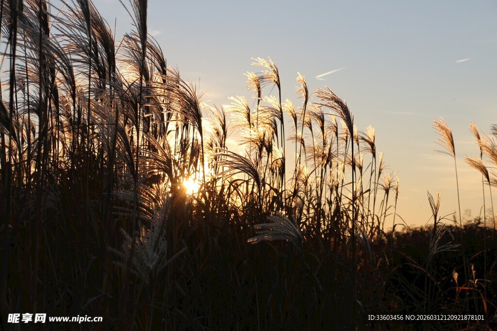 夕阳下的芦苇美景