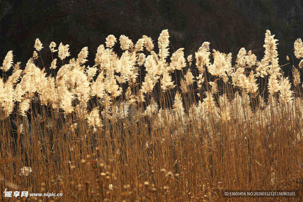 金黄芦苇在风中摇曳