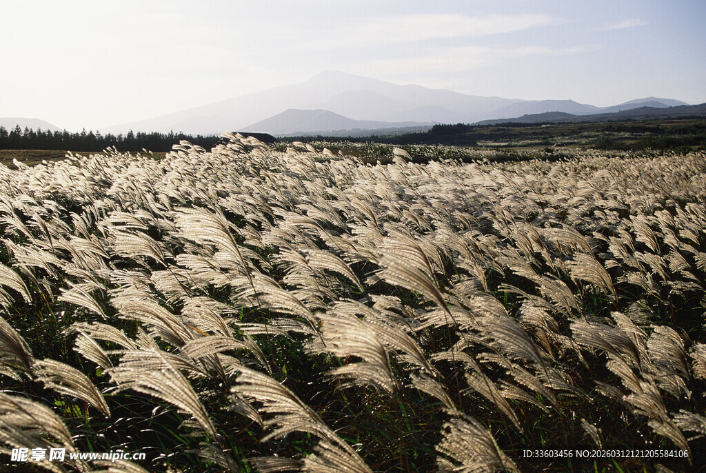 风中摇曳的大片芦苇