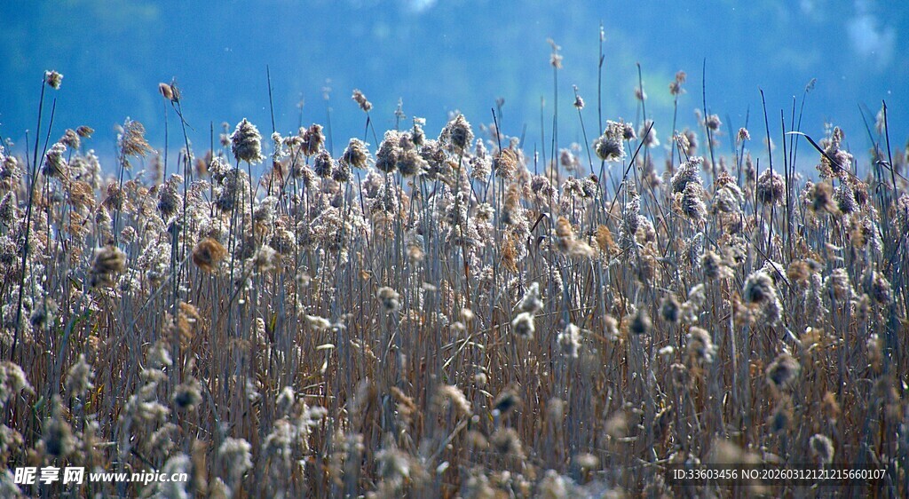 秋日芦苇荡美景
