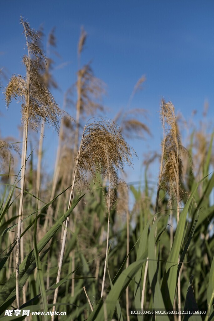 蓝天映衬下的芦苇丛
