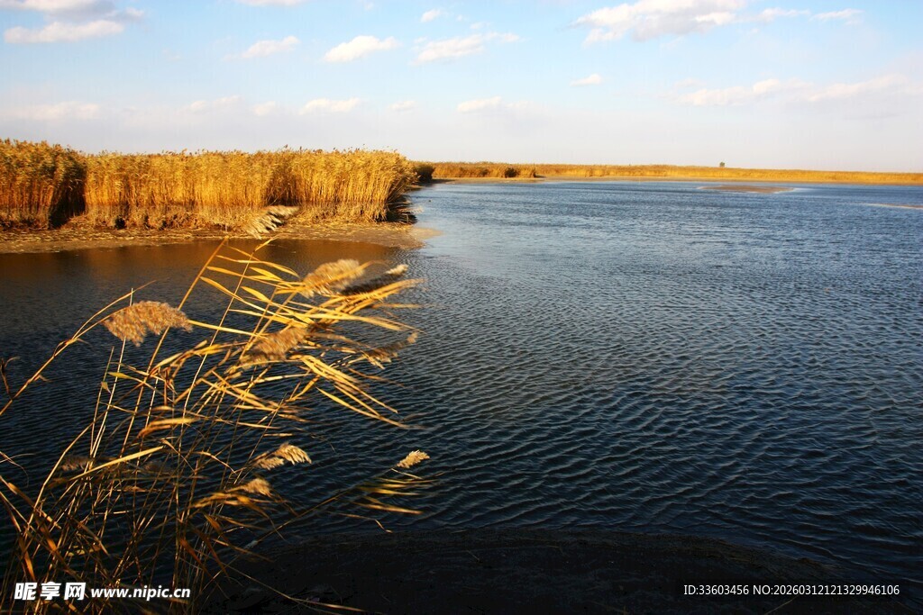 湖畔芦苇