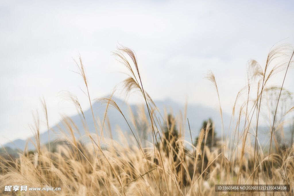 秋日旷野中的金黄芦苇