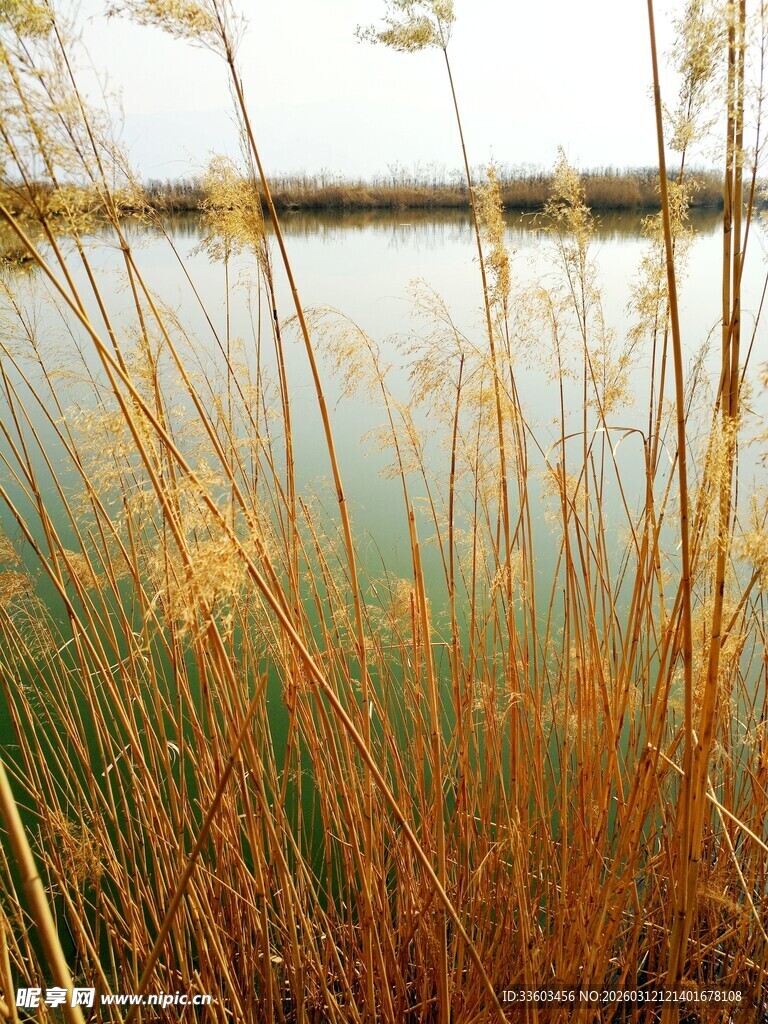 湖畔芦苇