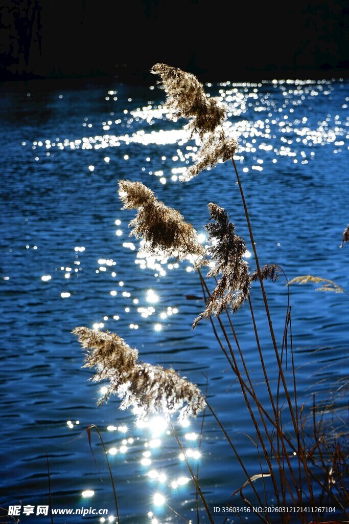 波光中的芦苇