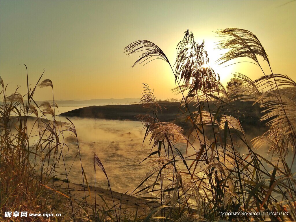夕阳下的湖畔芦苇美景