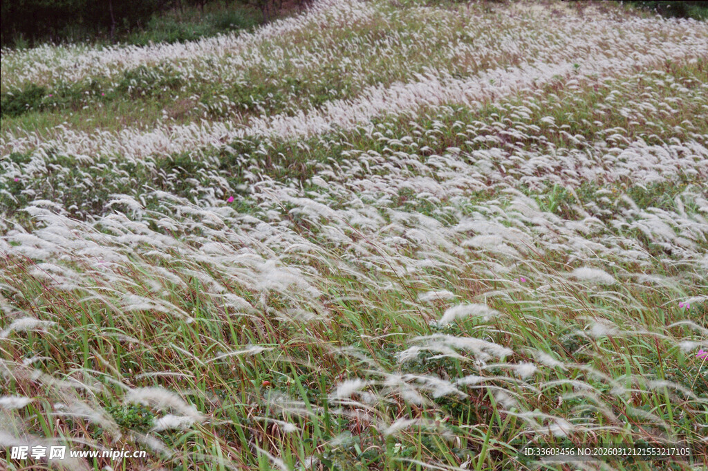 风中摇曳的白色芦苇草