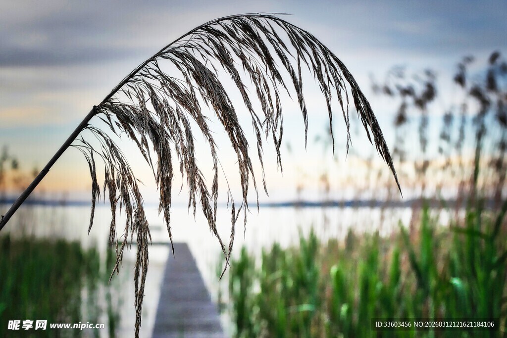 湖畔栈桥边的芦苇美景