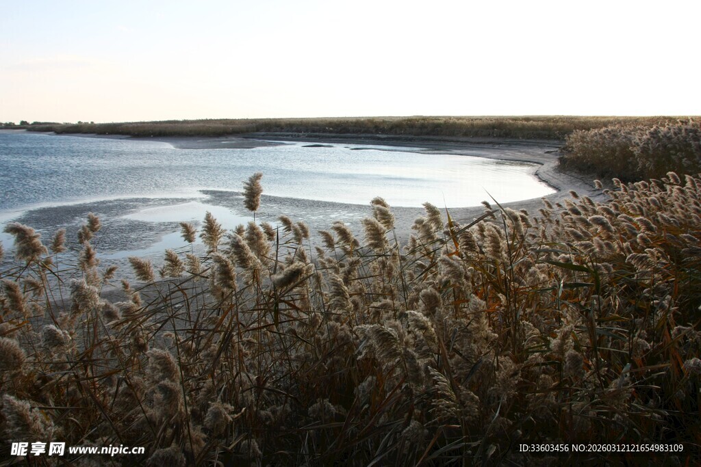 海边芦苇与浪的静谧景致