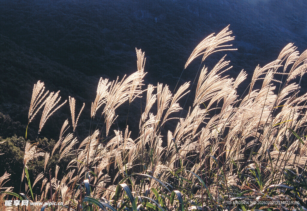 风中摇曳的荻草