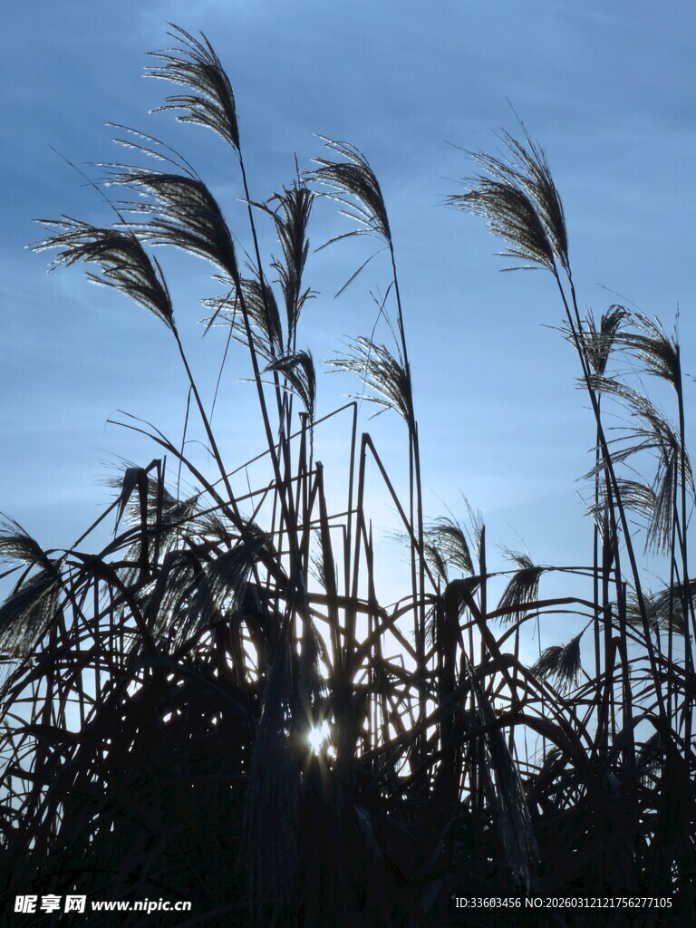 夕阳下的芦苇剪影