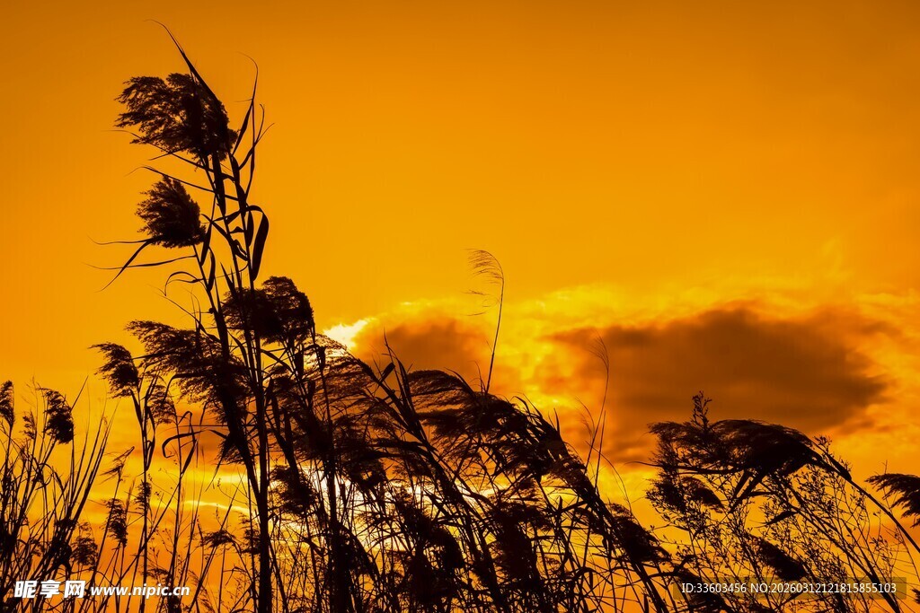 夕阳下的芦苇