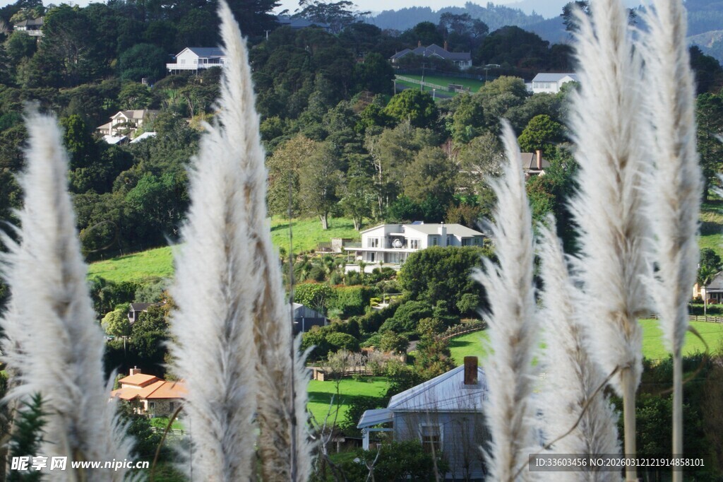 山间银白植物与远景风光