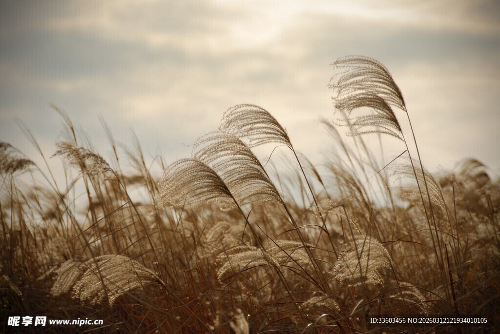 风中摇曳的金黄芦苇