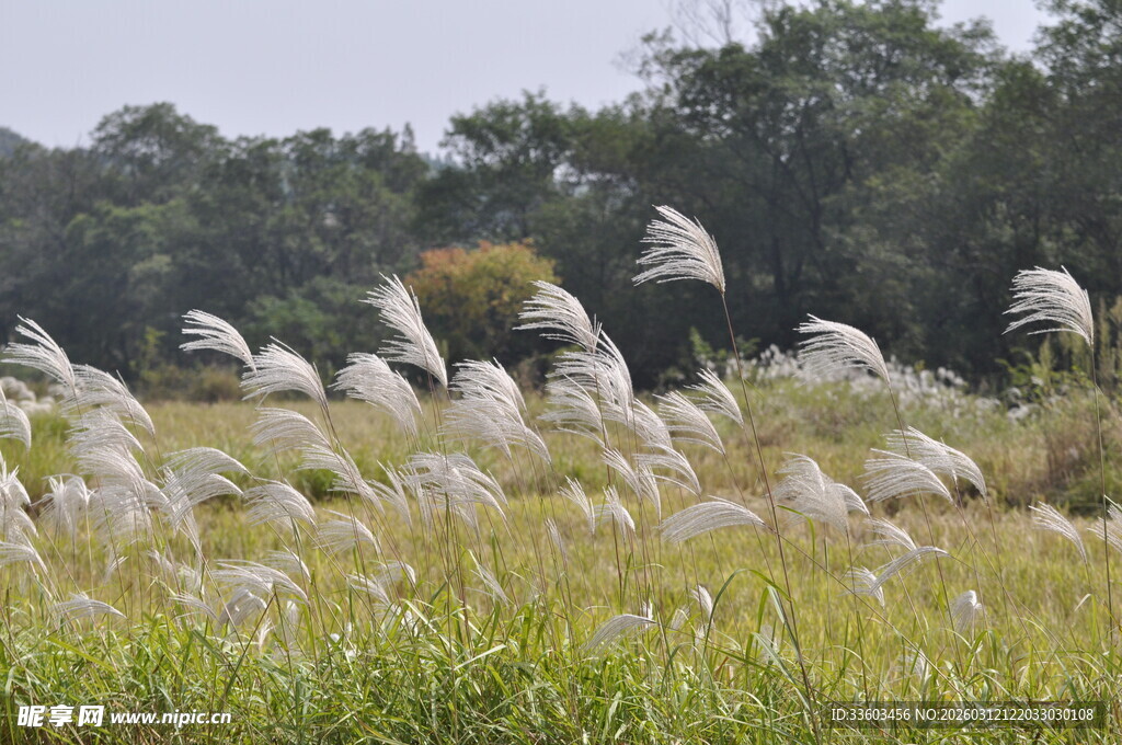 田野中舞动的白色蒲公英