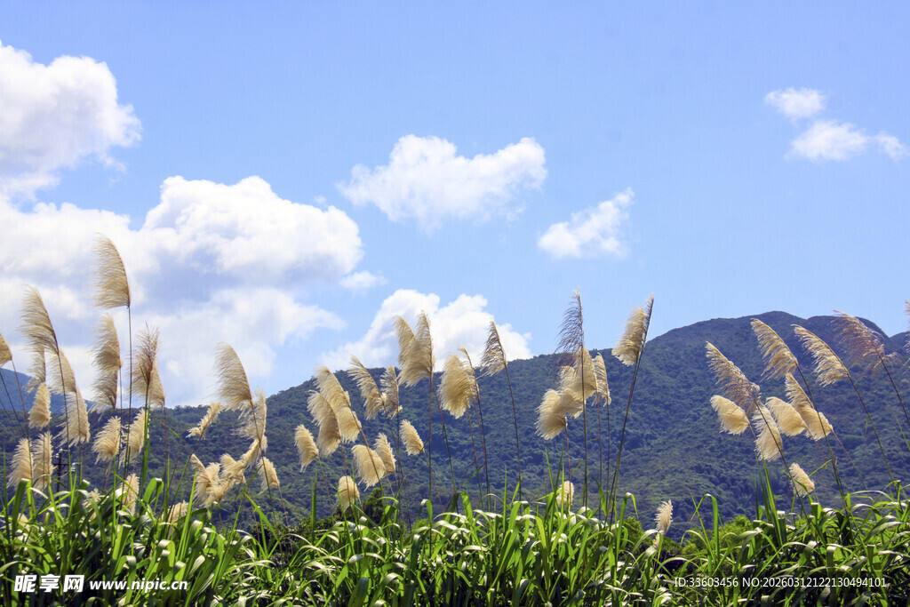 田野中的芒草与远山美景
