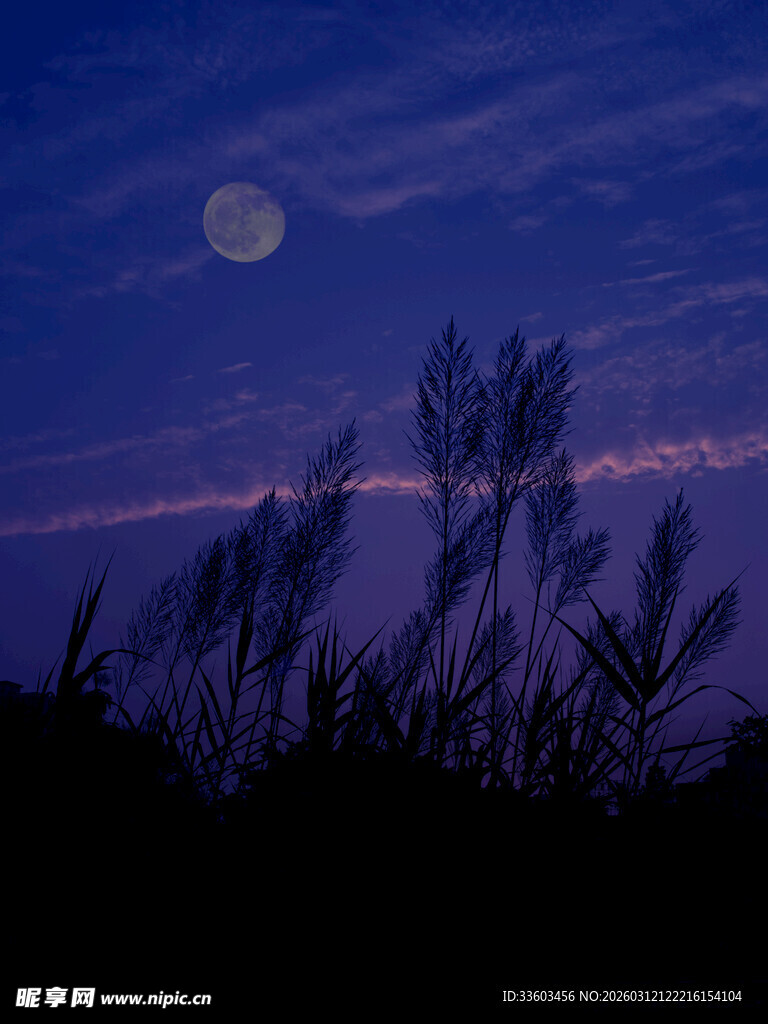 月夜下的芦苇剪影