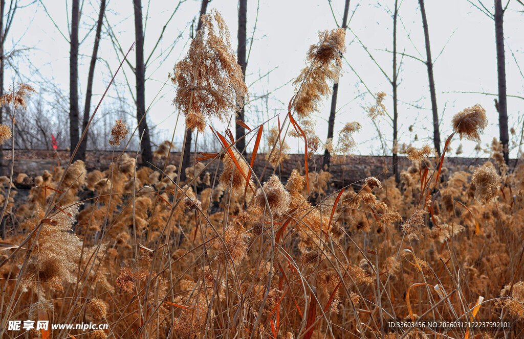 秋日芦苇丛