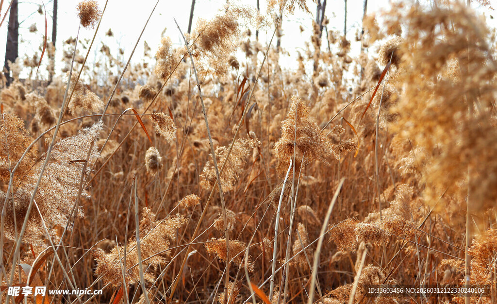 秋日芦苇荡美景