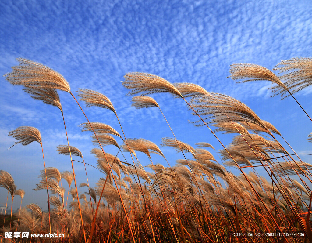 蓝天之下摇曳的芦苇