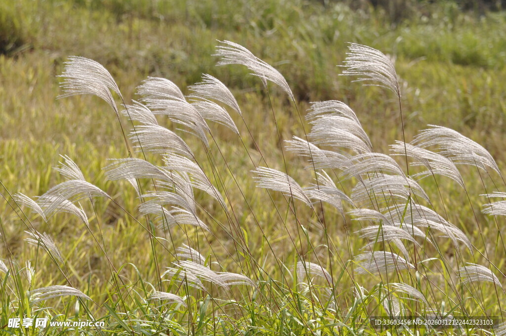 风中摇曳的白色蒲苇草
