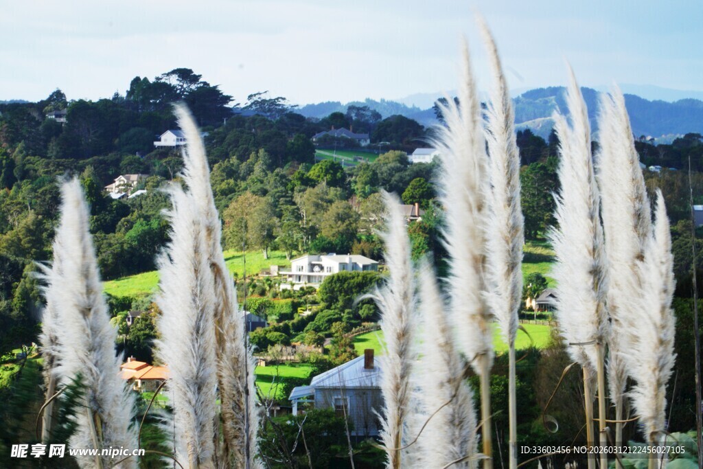 户外高大的白色蒲苇景观