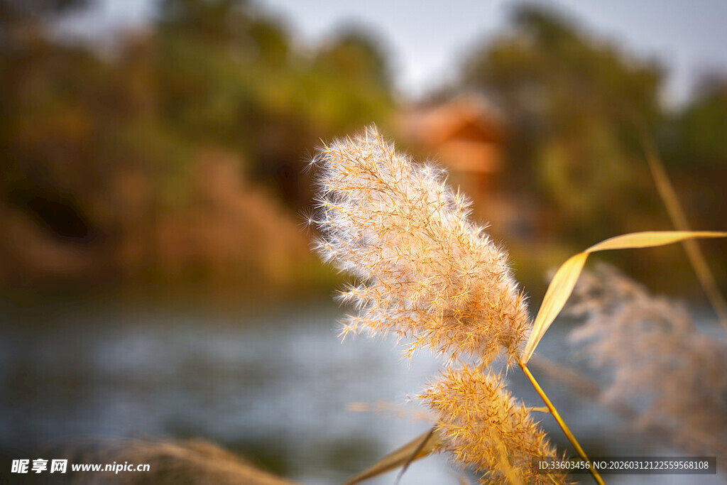 湖畔芦苇绽放美丽瞬间