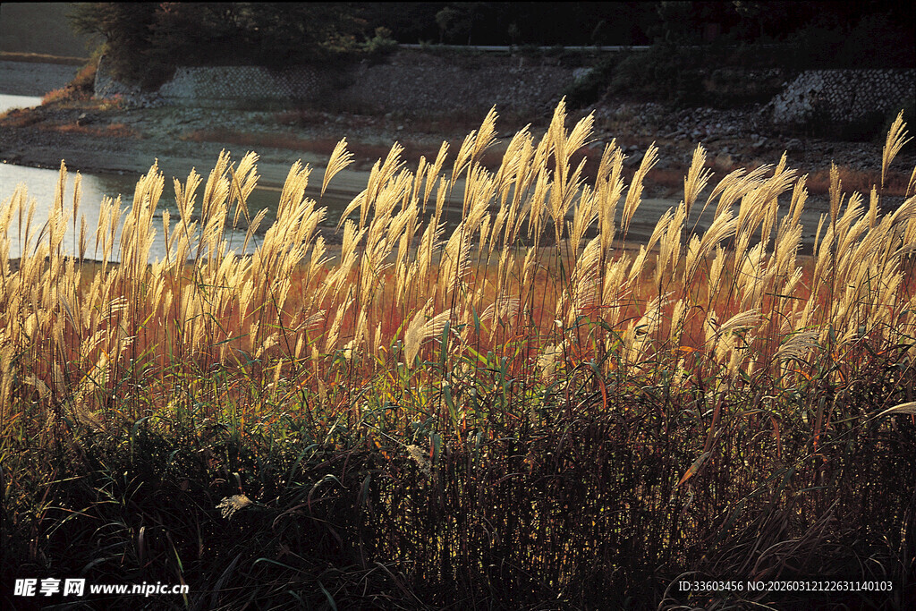 秋日芦苇随风摇曳