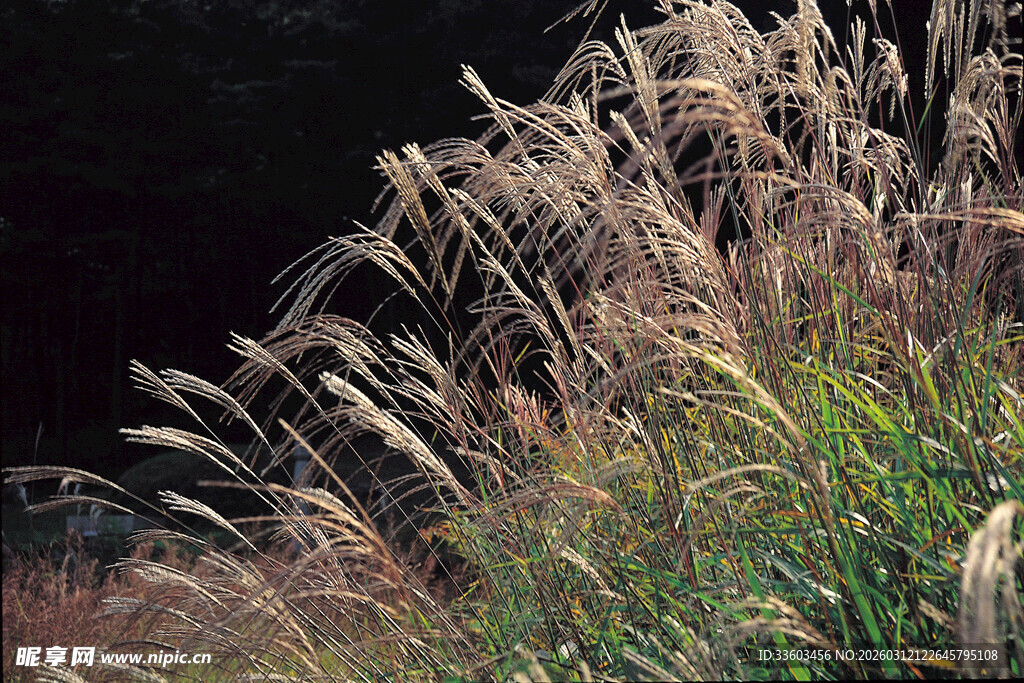 风中摇曳的美丽芦苇