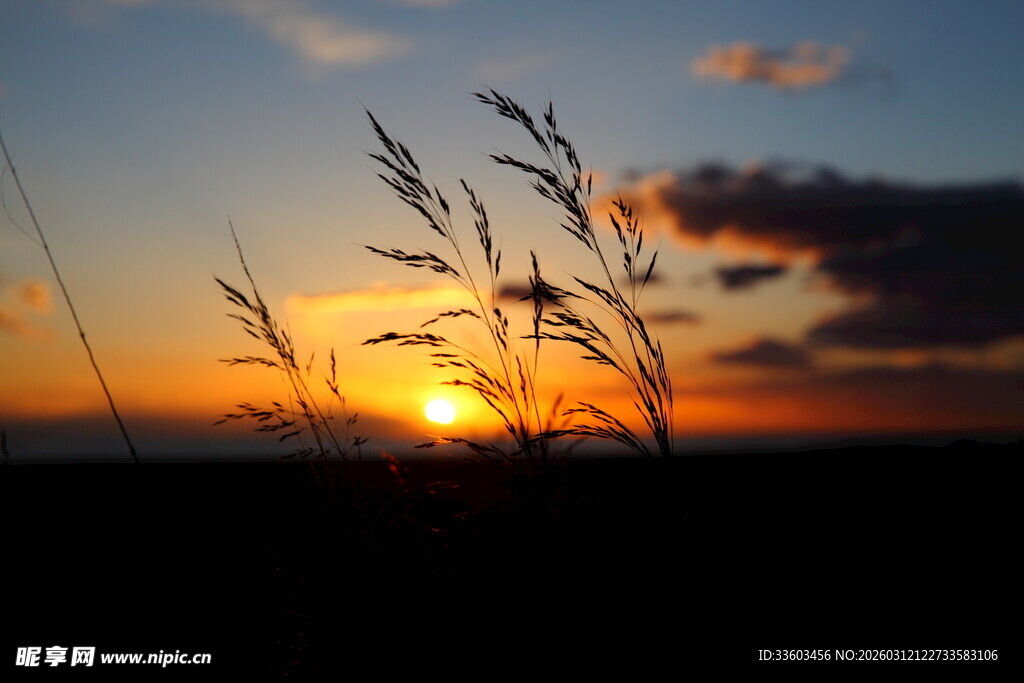 夕阳下的摇曳草影