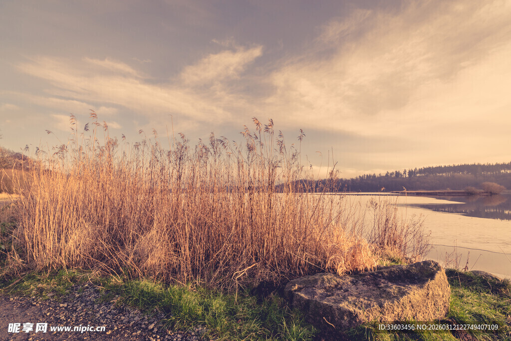 湖畔芦苇映黄昏美景