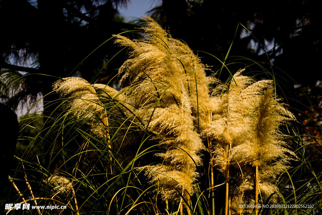 金黄蒲苇在风中摇曳