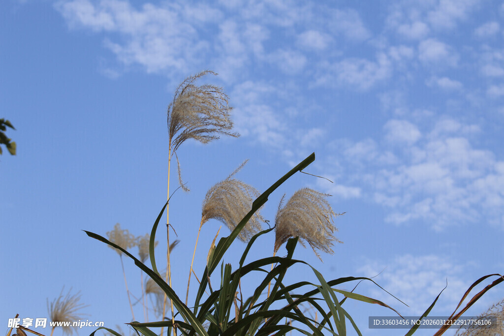 蓝天之下的蓬松芦苇
