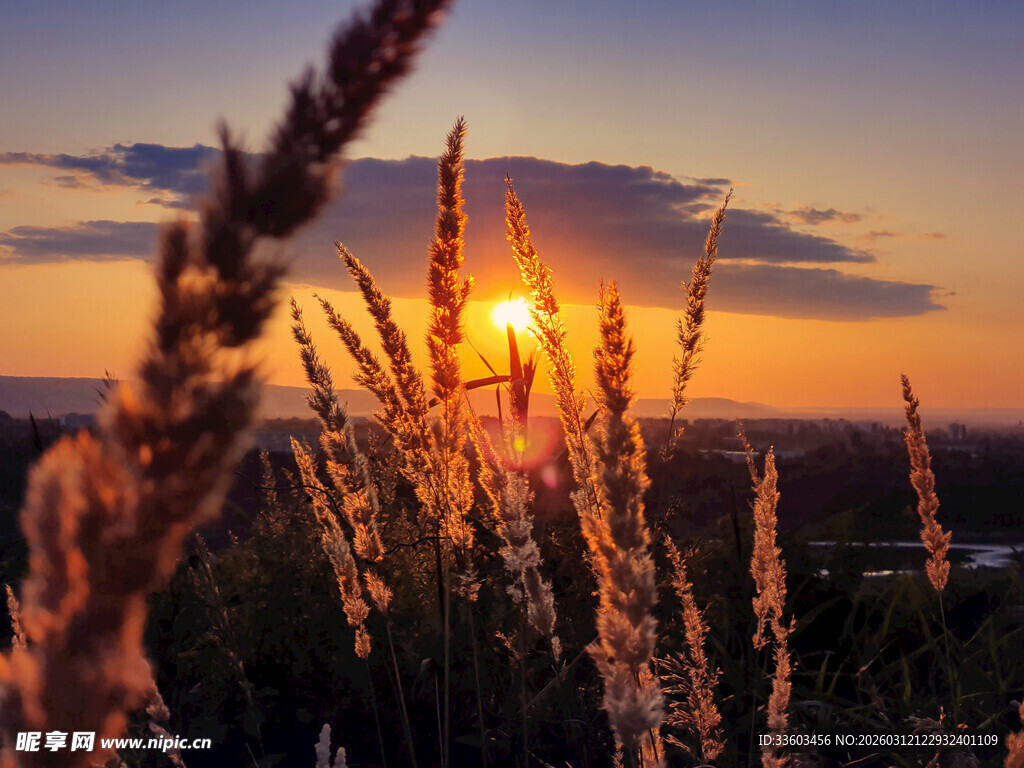 夕阳下的植物美景