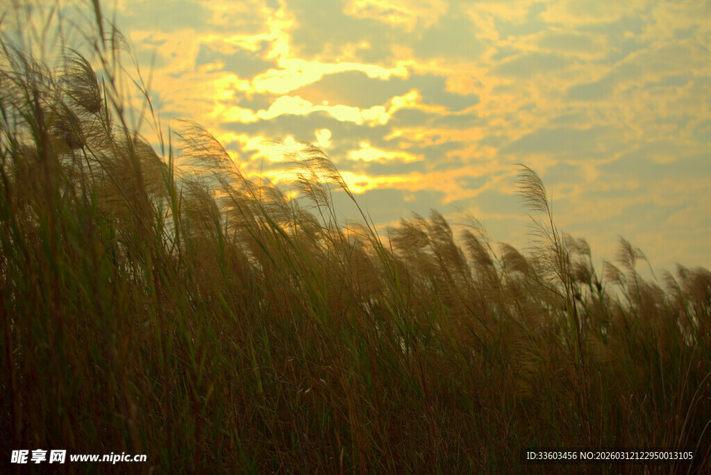 夕阳下的芦苇美景