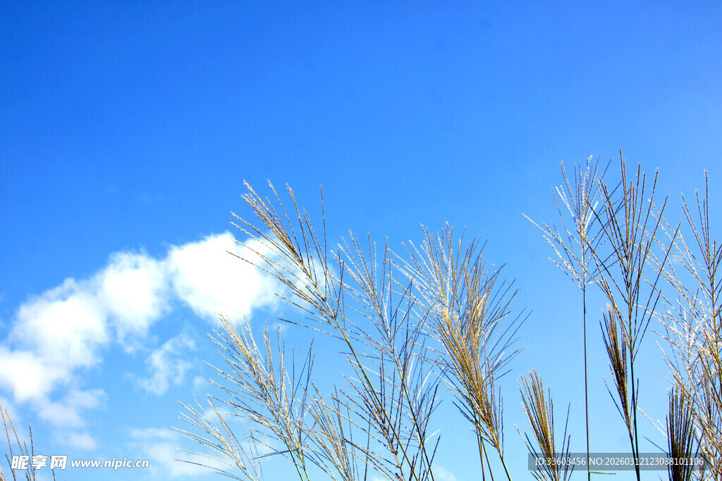 蓝天枯草间的自然景致