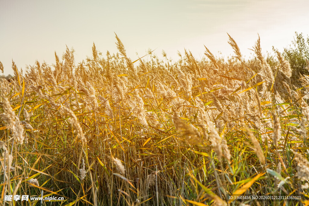 金黄芦苇荡