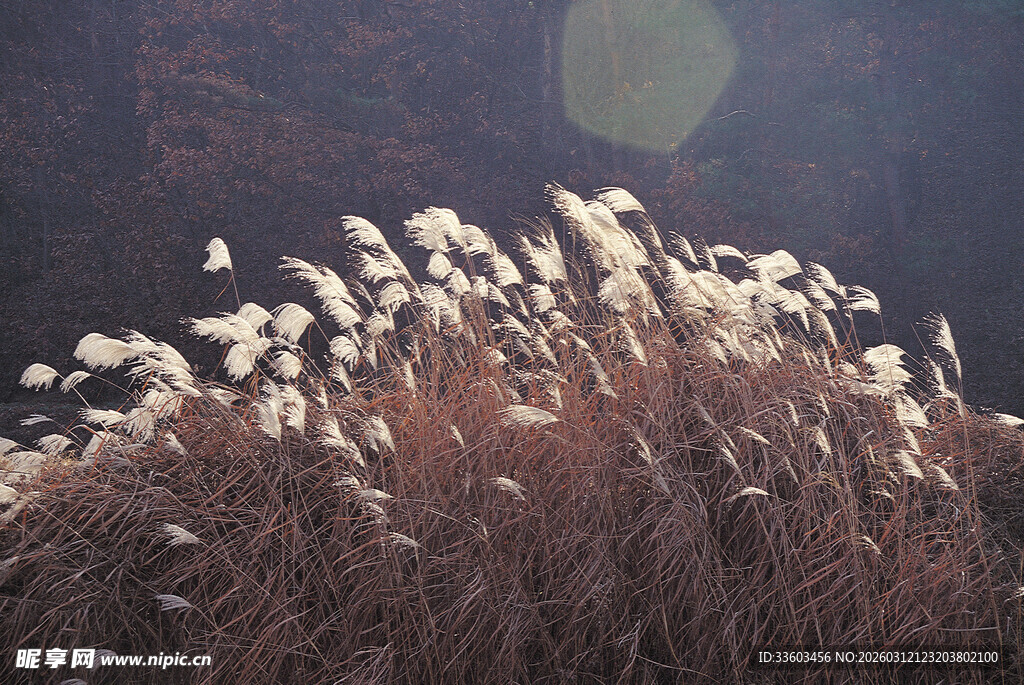 秋日荻花盛放美景