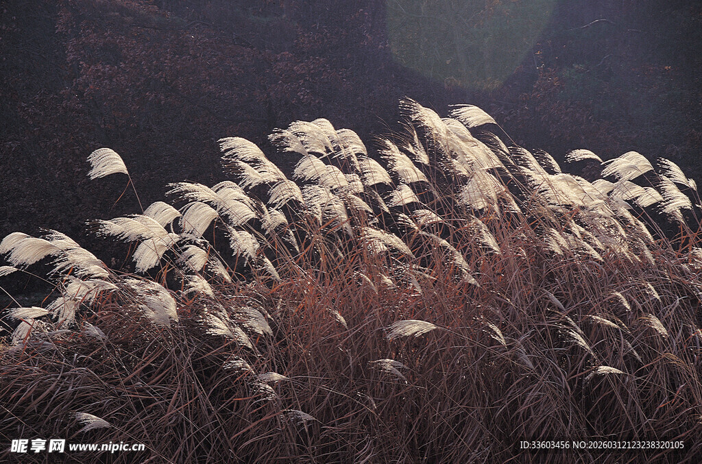 风中摇曳的白色荻花