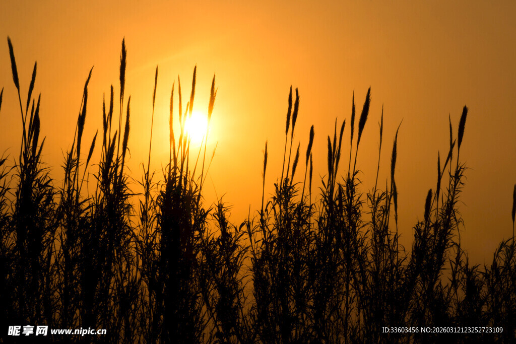 夕阳下的芦苇剪影