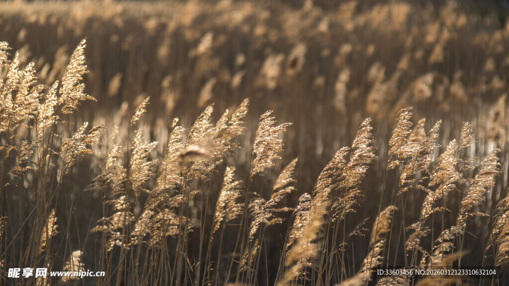 金色芦苇荡