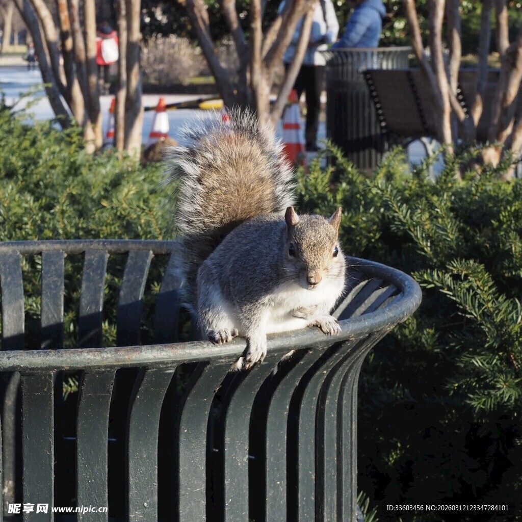 栏杆上的可爱松鼠