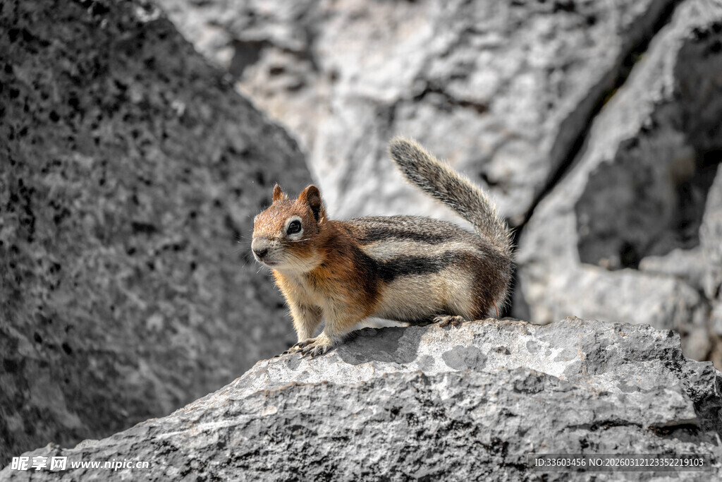 岩石上的松鼠