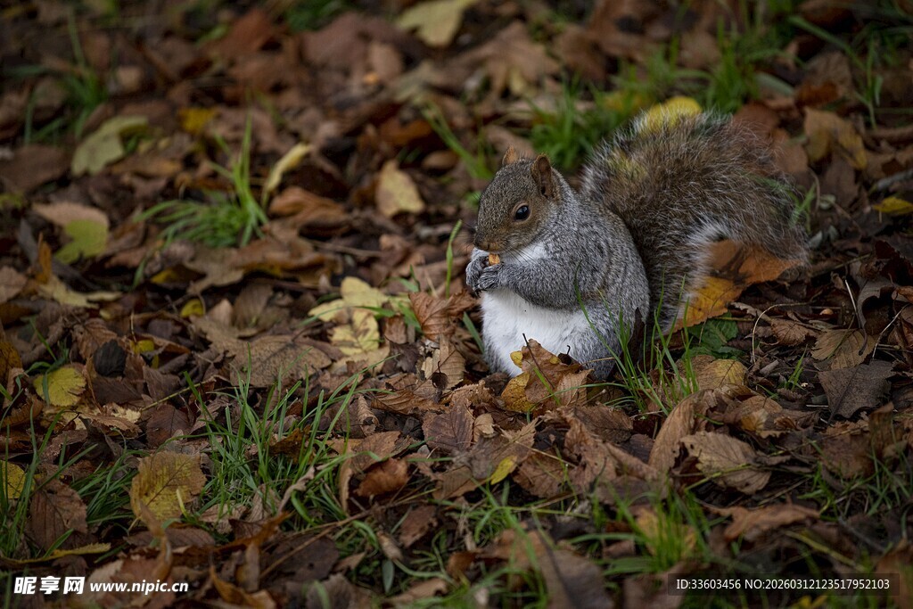 落叶中的可爱小松鼠