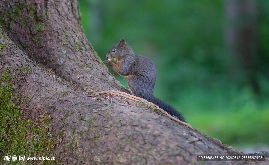 树干上进食的可爱小松鼠