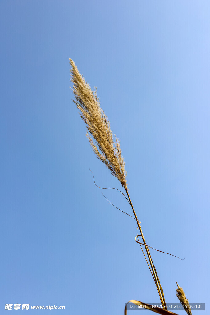 蓝天映衬下的一株芦苇