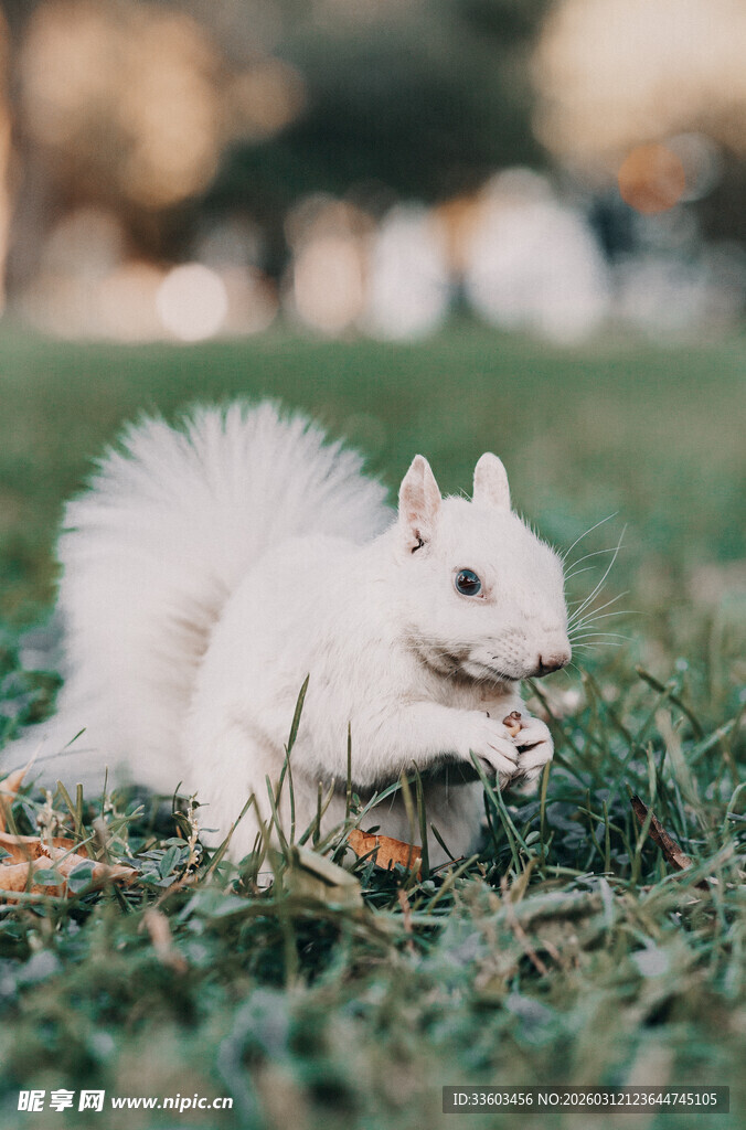 草地上的白色松鼠